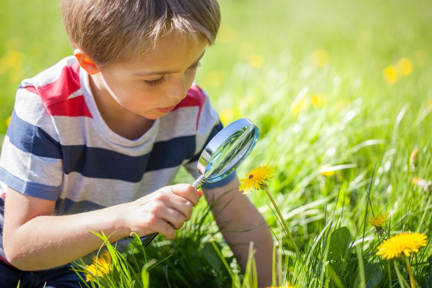 Child exploring dandelion with magnifying glass in sunny green field.