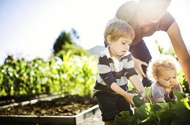 Children gardening with adult in sunny vegetable patch